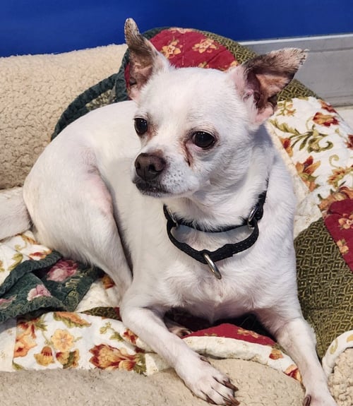 DEXTER - Chihuahua available for adoption