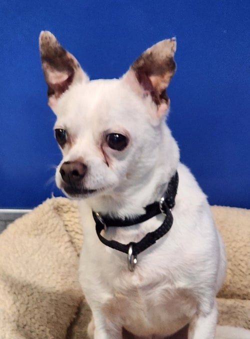 DEXTER - Chihuahua available for adoption