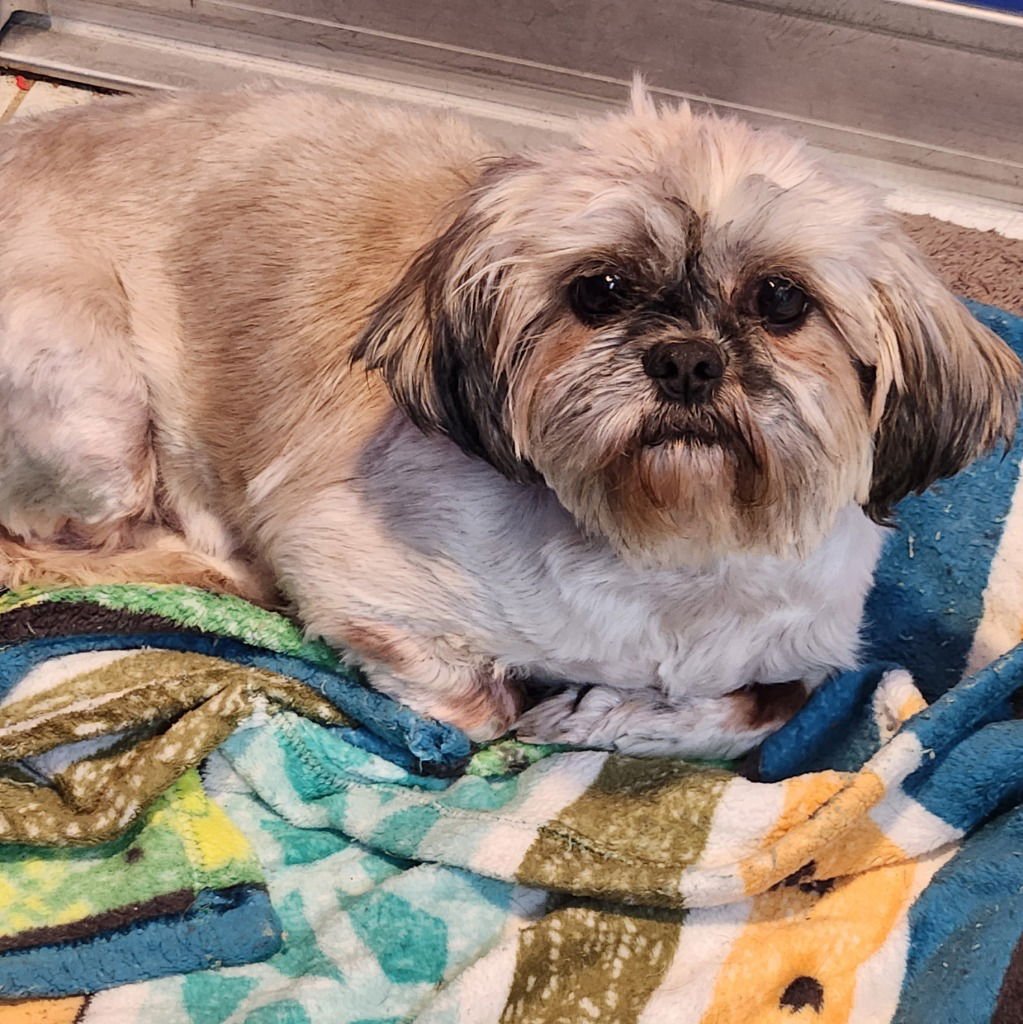 MOCHA - Shih Tzu available for adoption