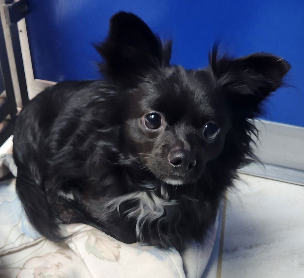 CHARLIE - Chihuahua available for adoption