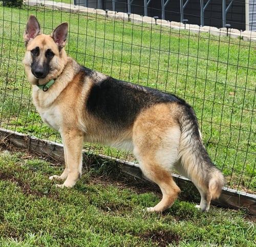 BAILEY - German Shepherd Dog available for adoption