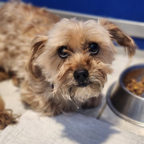 CURLY - Shih Tzu / Yorkshire Terrier Yorkie for adoption in Allentown