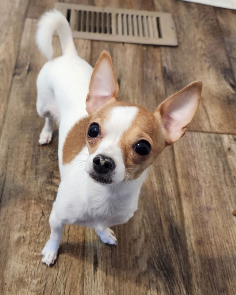 PIPPIE - Chihuahua available for adoption