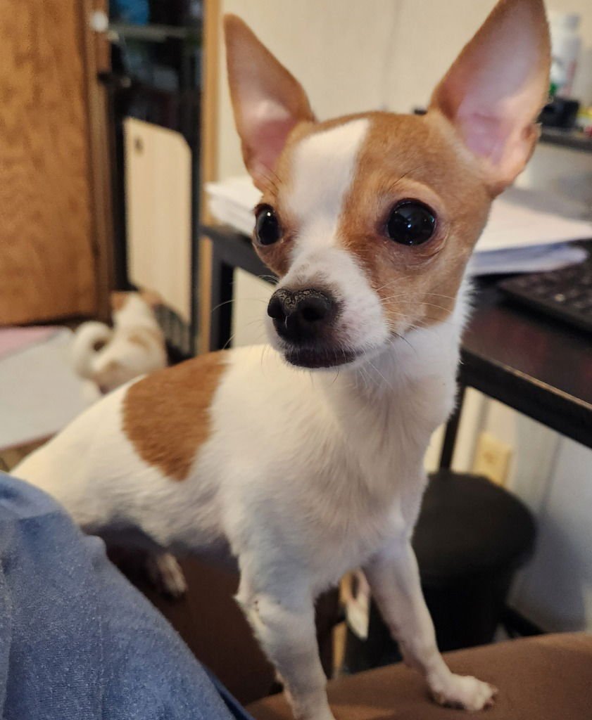 PIPPIE - Chihuahua available for adoption