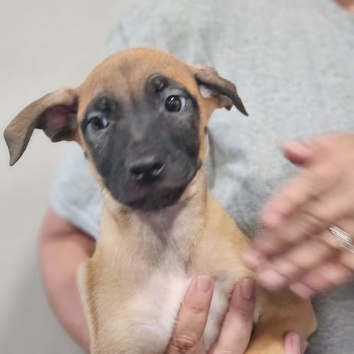 SPRUCE - Pug / Shepherd available for adoption