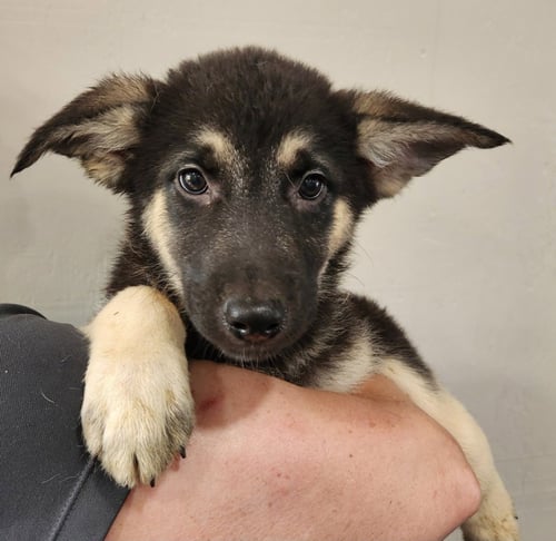 HEATHCLIFF - Shepherd for adoption in Allentown