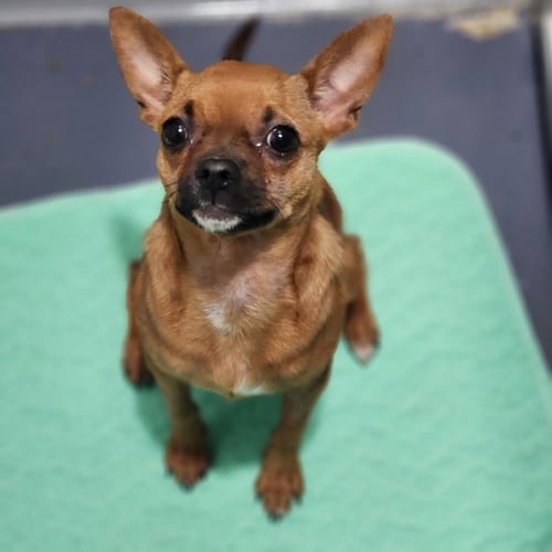 CINNAMON - Chihuahua available for adoption