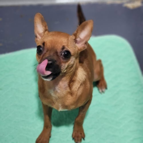 CINNAMON - Chihuahua available for adoption