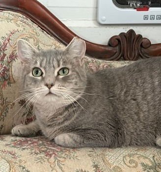 LULU - Domestic Short Hair available for adoption