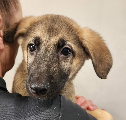 HICKORY - Shepherd for adoption in Allentown
