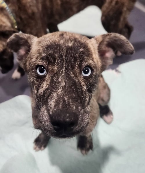 ORION - Catahoula Leopard Dog available for adoption