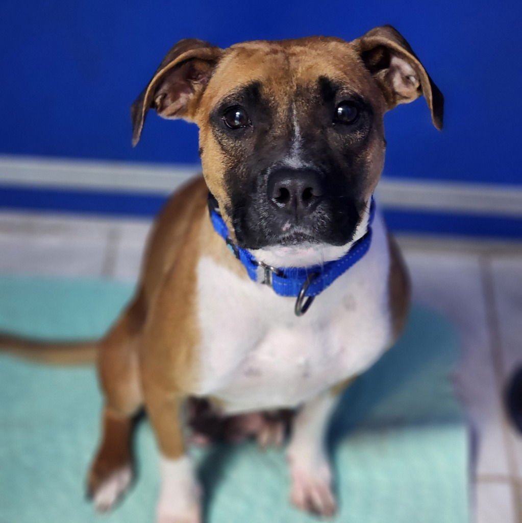 LOLA - Boxer available for adoption