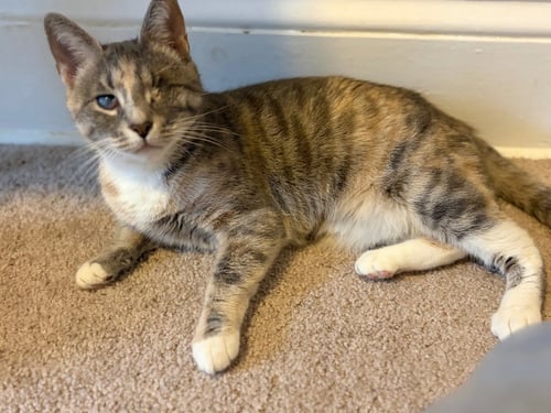 MARBLE - Domestic Short Hair available for adoption