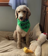 Kermit - Photo 2