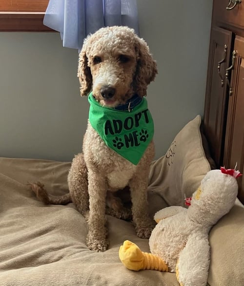 KERMIT - Labrador Retriever / Poodle (unknown type) available for adoption