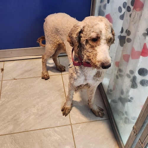 KERMIT - Labrador Retriever / Poodle (unknown type) available for adoption