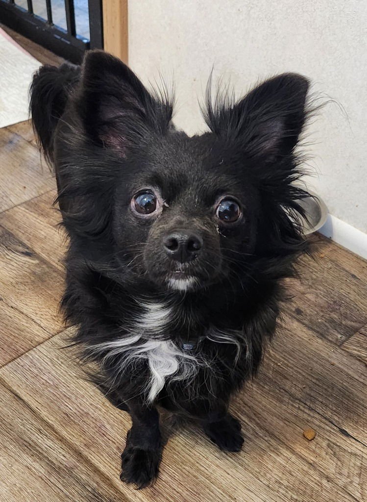 CHARLIE - Chihuahua available for adoption