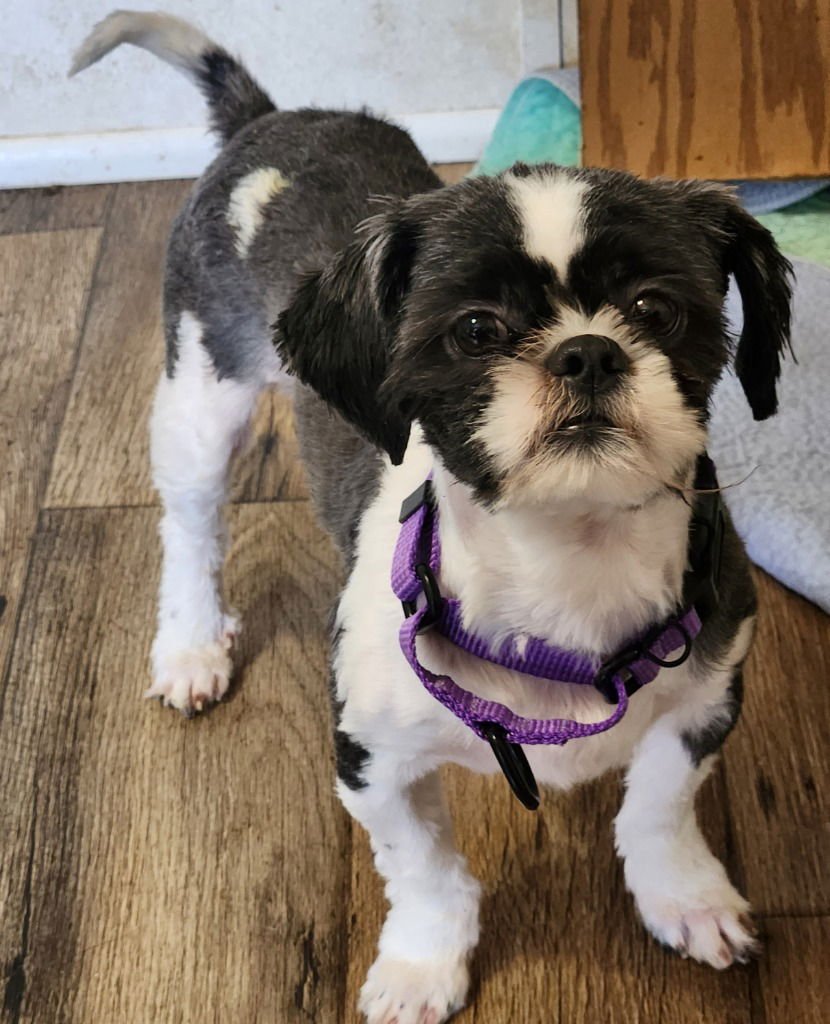 OREO - Shih Tzu available for adoption