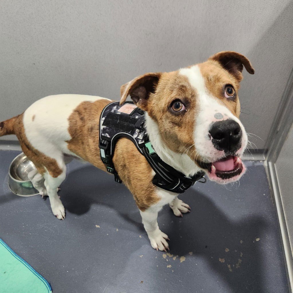 RUDY - Pit Bull Terrier available for adoption