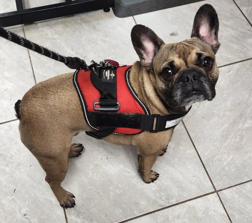 BENNIE - French Bulldog available for adoption