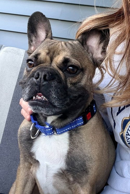 BENNIE - French Bulldog available for adoption