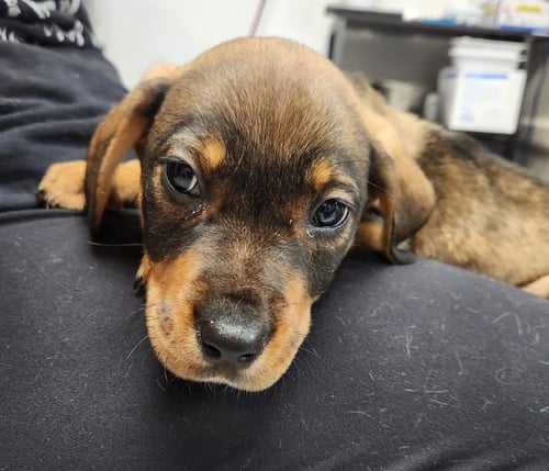 DUKE - Rottweiler available for adoption
