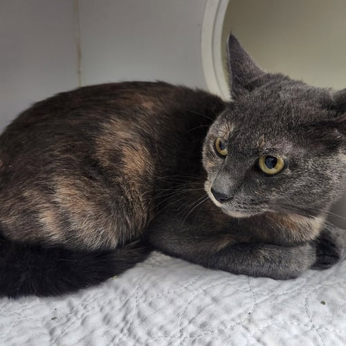 JULIE - Tortoiseshell available for adoption