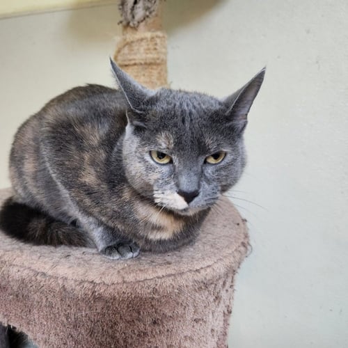 JULIE - Tortoiseshell available for adoption