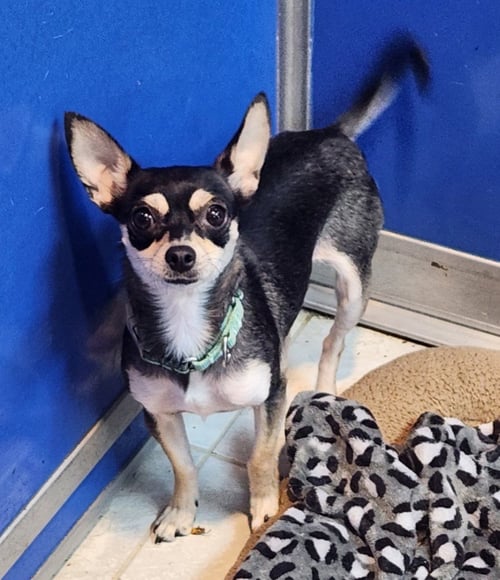 HARLEY - Chihuahua available for adoption