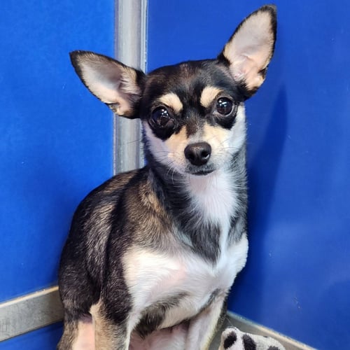 HARLEY - Chihuahua available for adoption