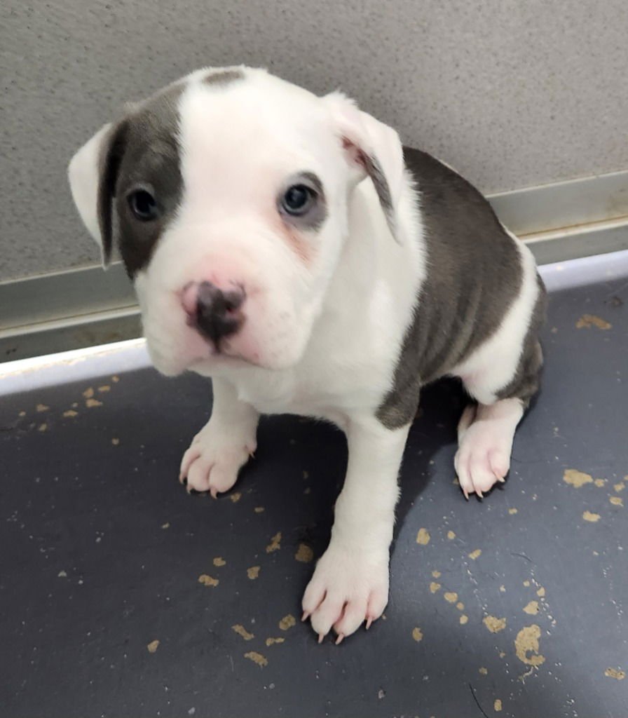 CHONK - American Bulldog available for adoption