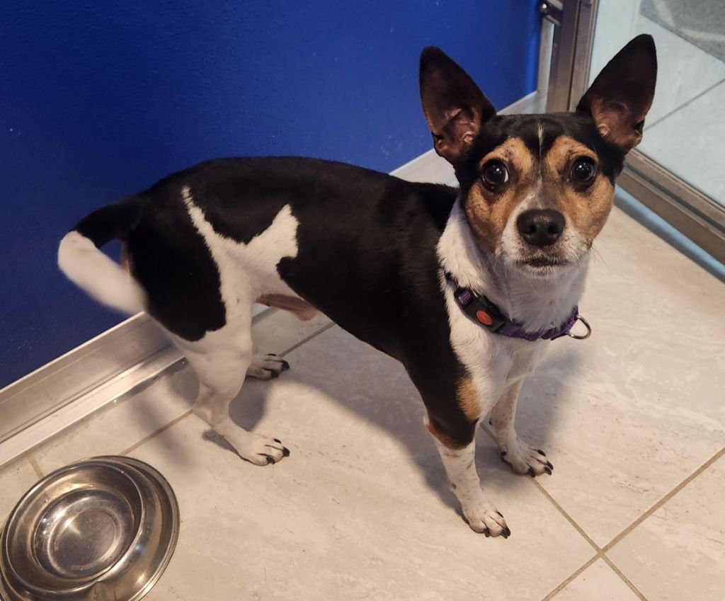 DUDLEY - Fox Terrier available for adoption