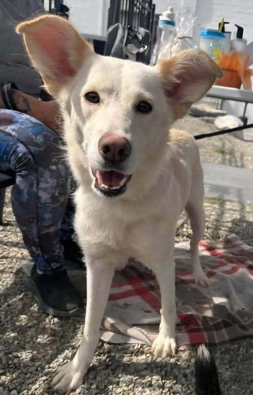HONEY - Labrador Retriever / Shepherd available for adoption