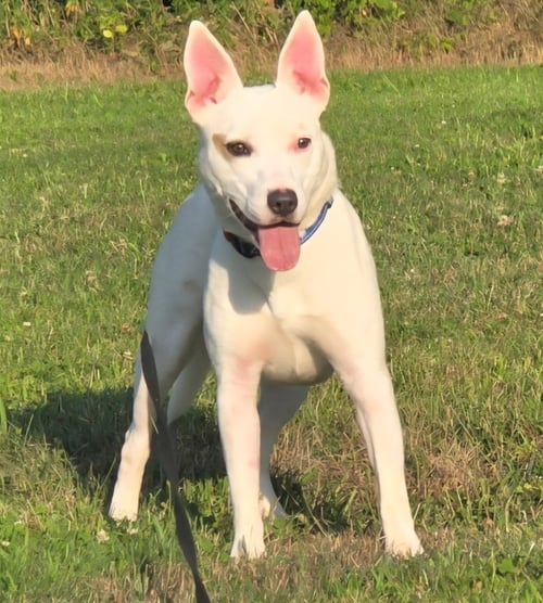 TULLY - Terrier available for adoption