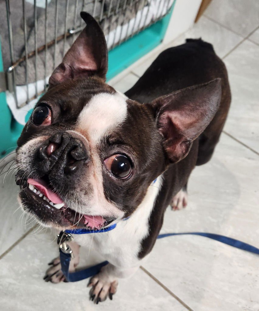 CHARLIE - Boston Terrier available for adoption