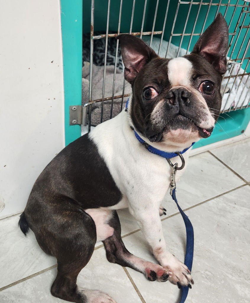 CHARLIE - Boston Terrier available for adoption