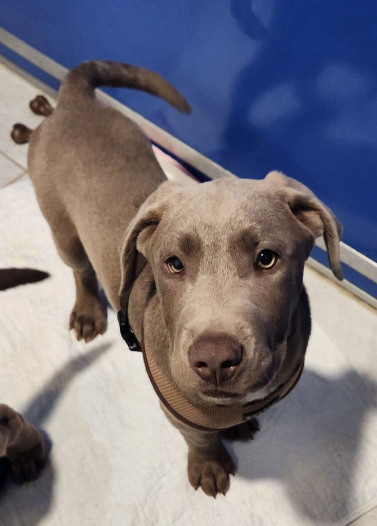 SCOOBY - Weimaraner / Labrador Retriever available for adoption
