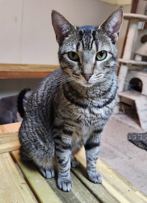 LARRY - Domestic Short Hair available for adoption