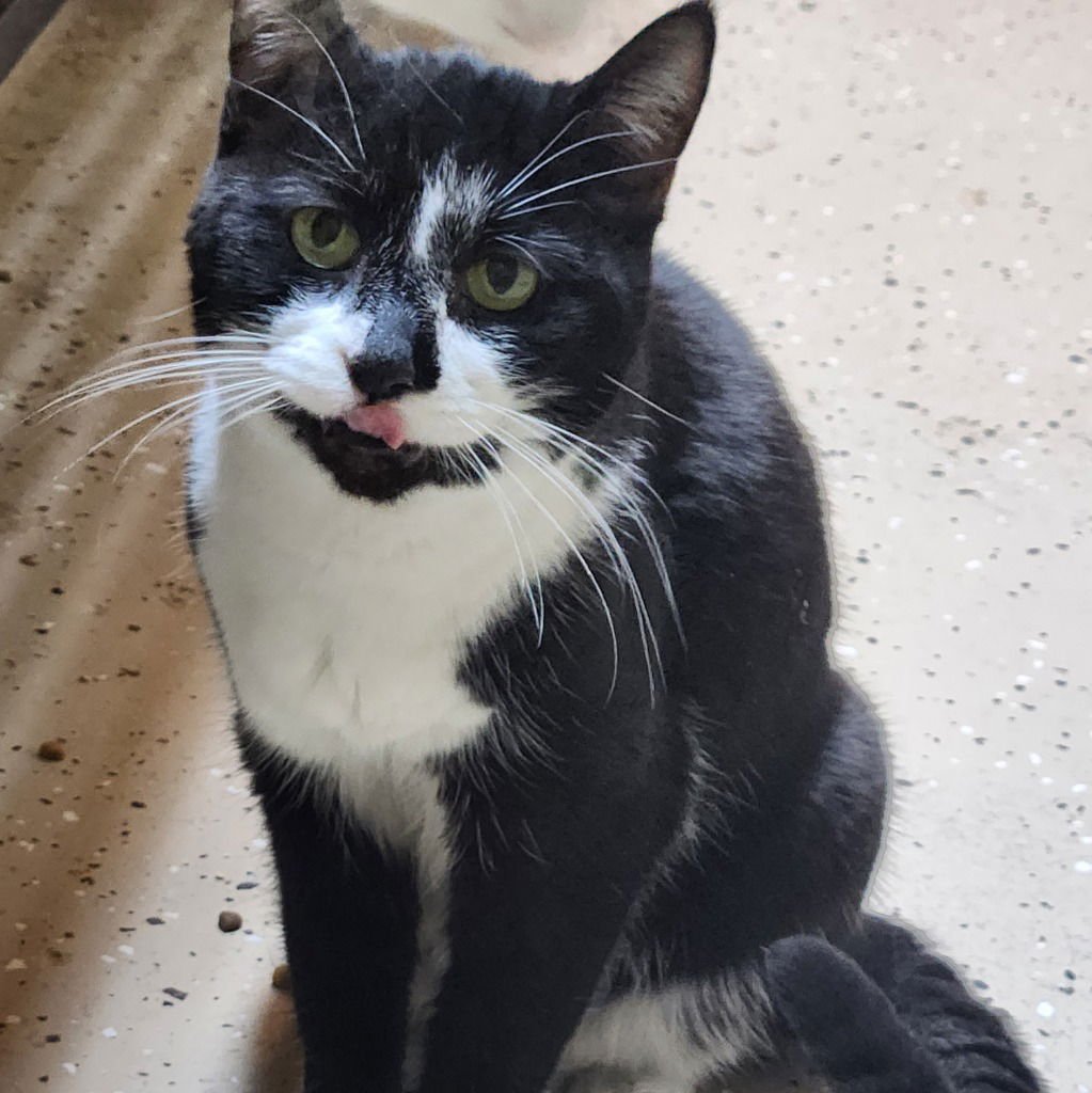 GEM - Domestic Short Hair available for adoption