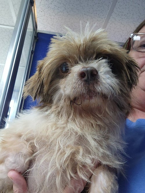 BANE - Shih Tzu available for adoption