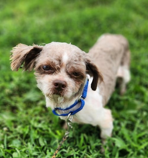 BANE - Shih Tzu available for adoption