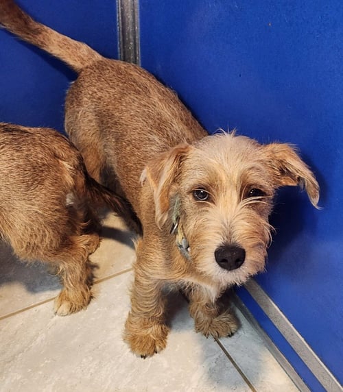 ROCKY - Wirehaired Fox Terrier available for adoption