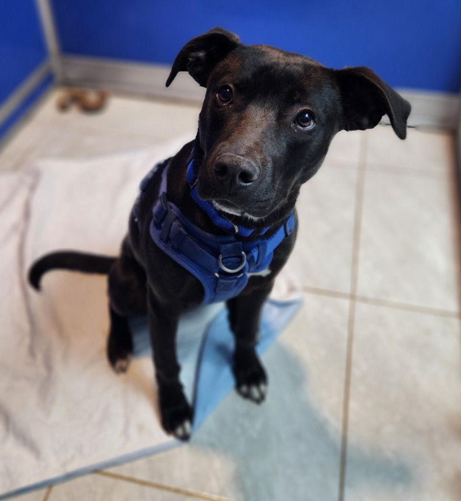 GUS - Labrador Retriever / Terrier available for adoption