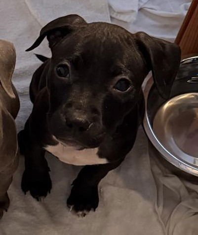 ASPEN - Pit Bull Terrier available for adoption