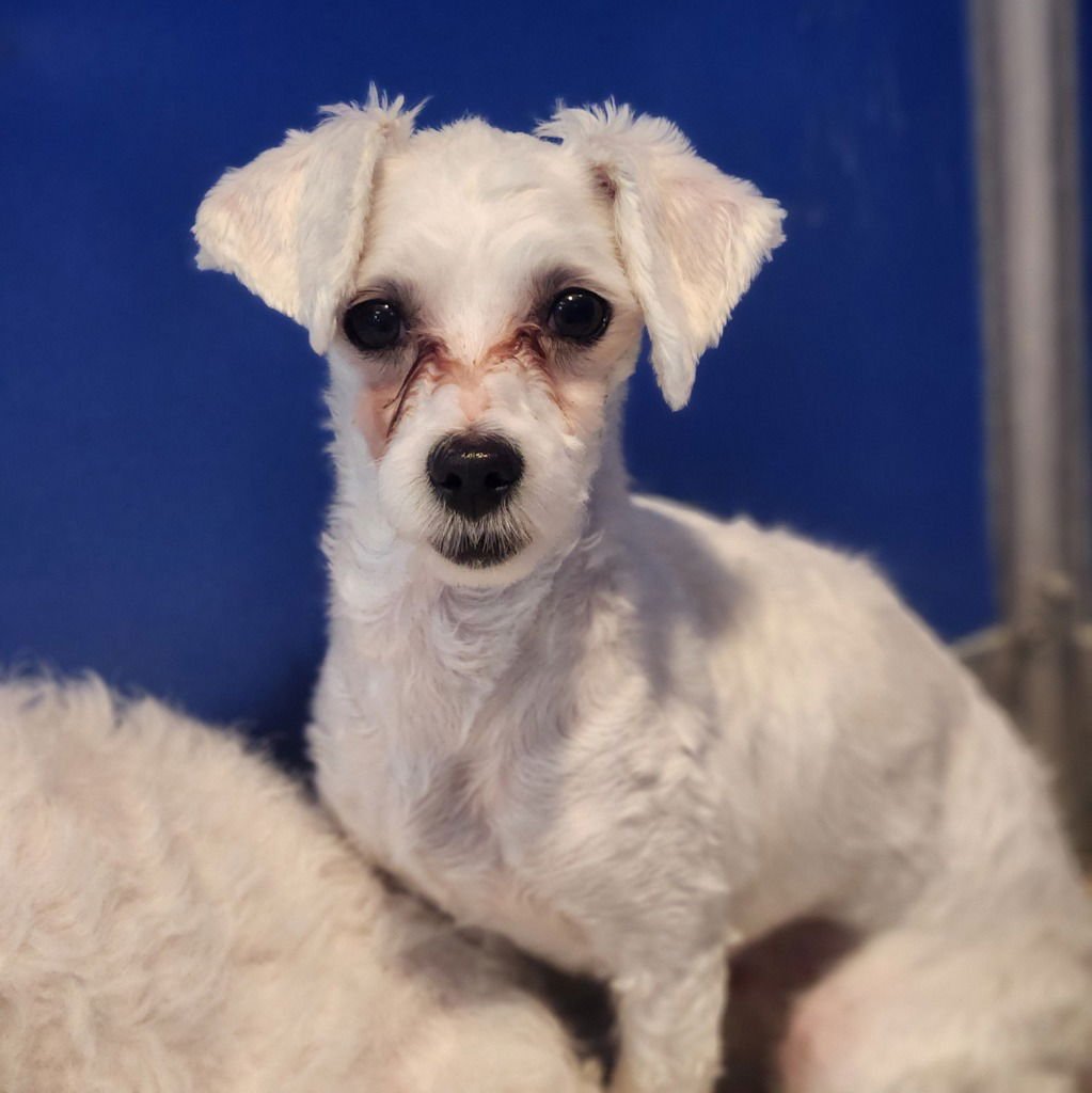 BREEZE - Maltese available for adoption