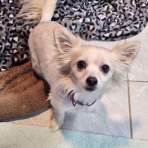 FENNEC - Chihuahua available for adoption
