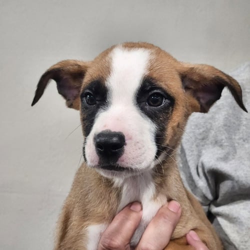 ASPEN - Pug / Shepherd available for adoption