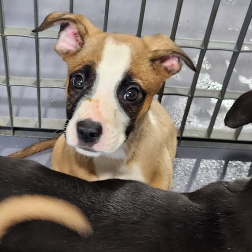 ASPEN - Pug / Shepherd available for adoption