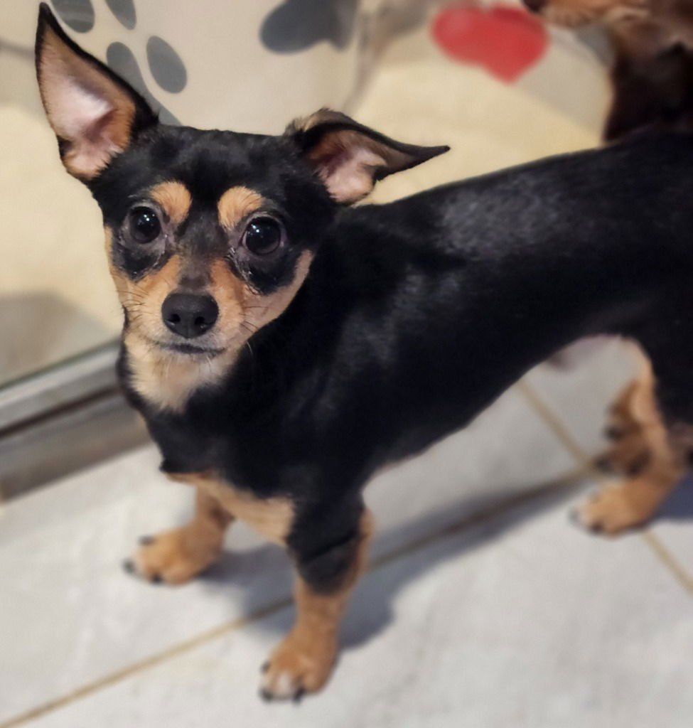 IAN - Chihuahua available for adoption