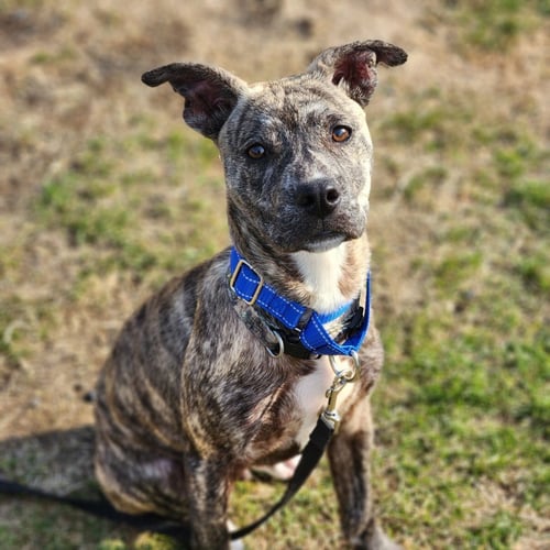 COSMO - Catahoula Leopard Dog available for adoption
